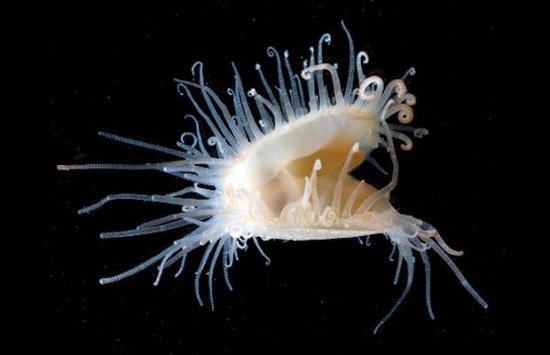 那片白茫茫中的古老回响—南极幽灵之谜