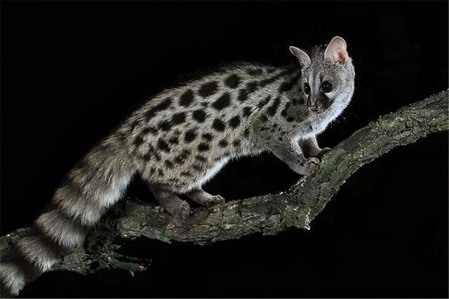 撒哈拉之狐｜穿越沙漠的治愈之旅