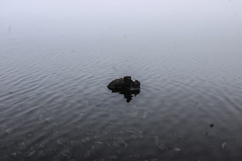 在湖边看巨龟日行，我居然被治愈了｜原来慢，才是最狠的报复