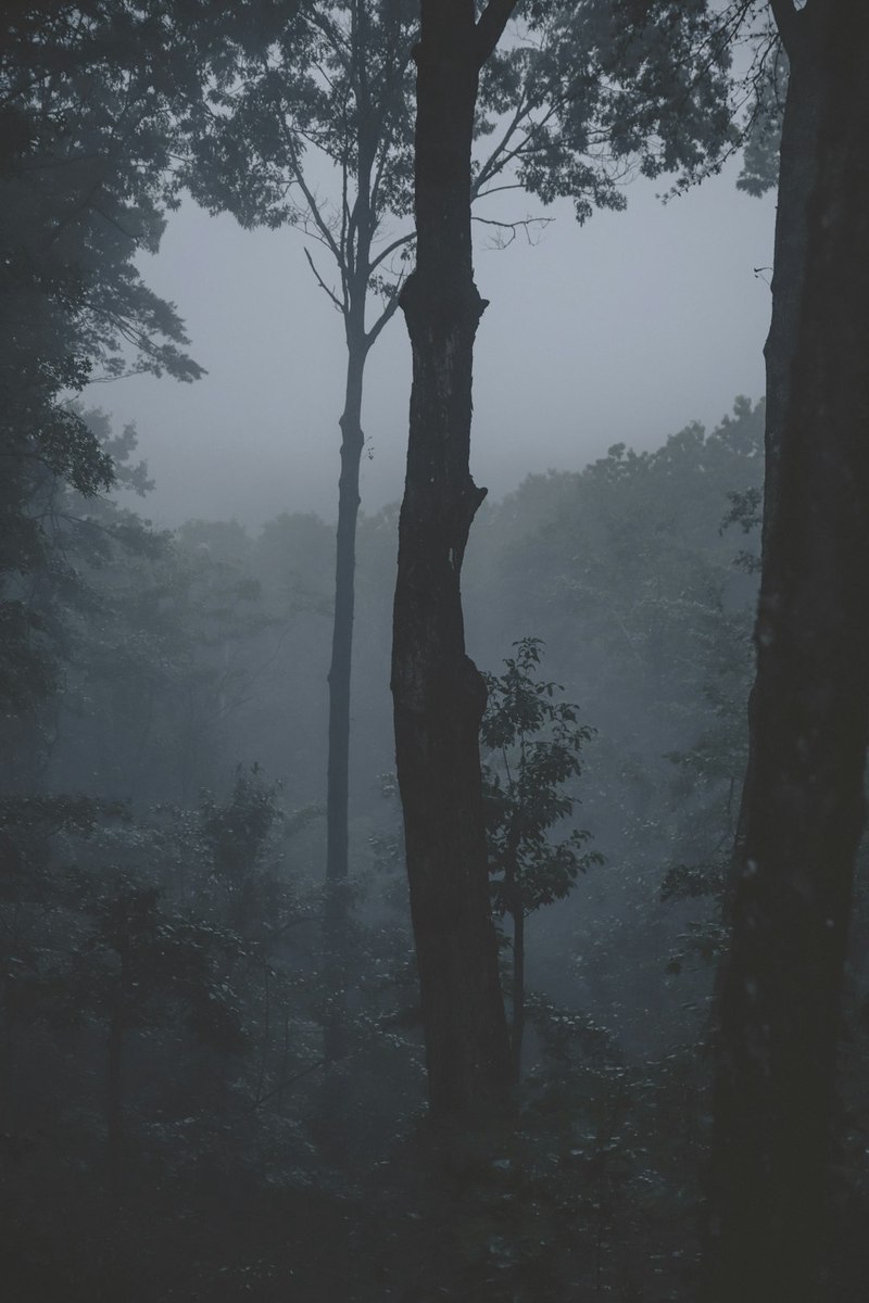 雨林深处，天空狐仙的神秘传说…
