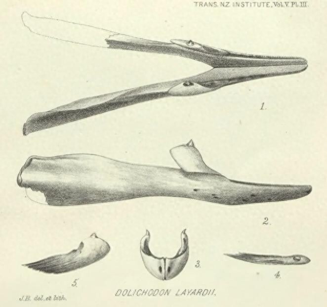 锈蚀徽章与搁浅的鲸鱼·历史与生态的隐喻