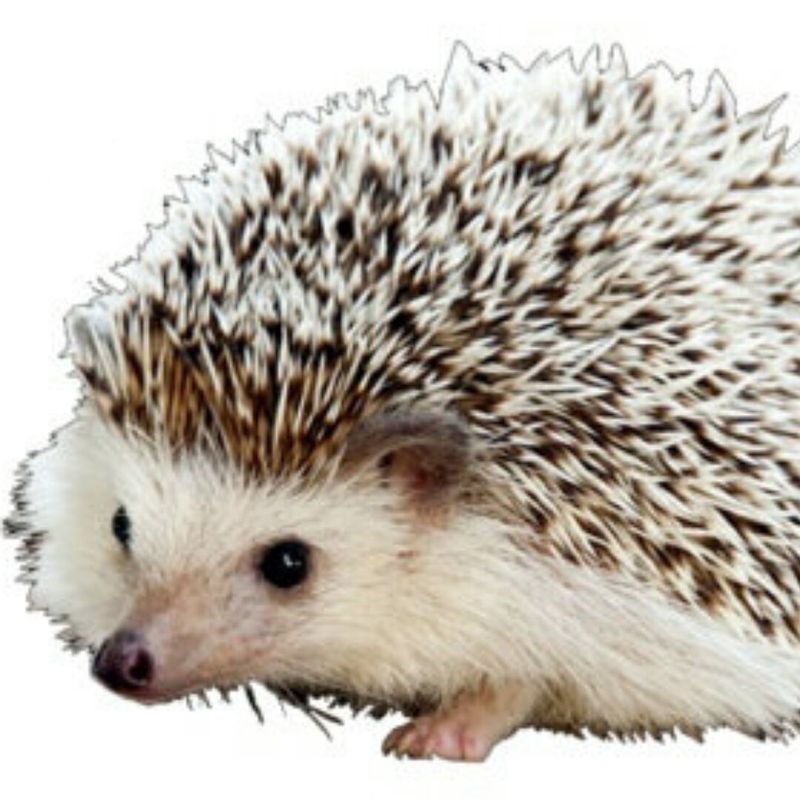 地中海的火，烧得不是海，是人心