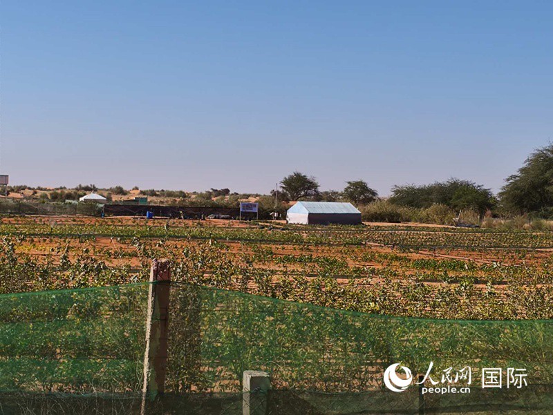 我见过真正的“日行撒哈拉地龙”…