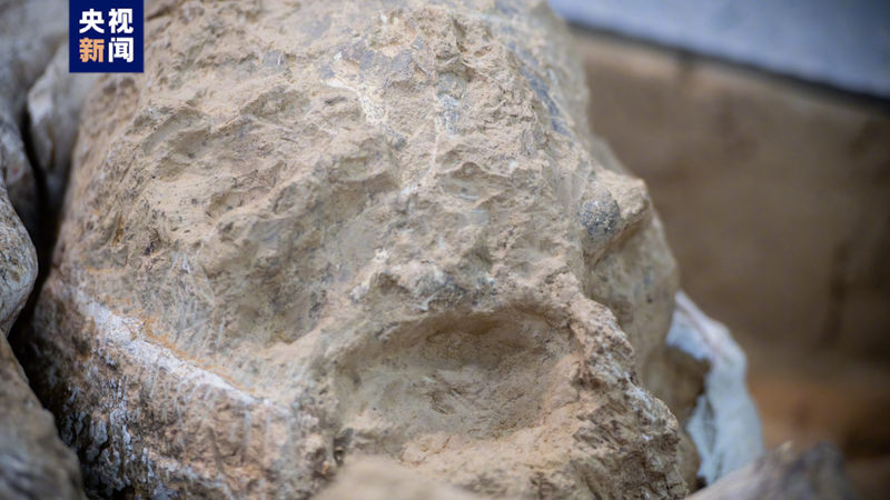 重力异常石质头骨：自然界的未解之谜