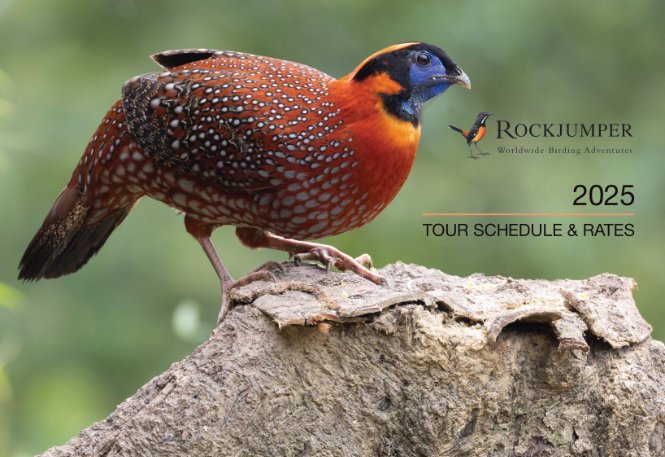 喜马拉雅火蜥日行丨自然的奇迹与生命的奥秘