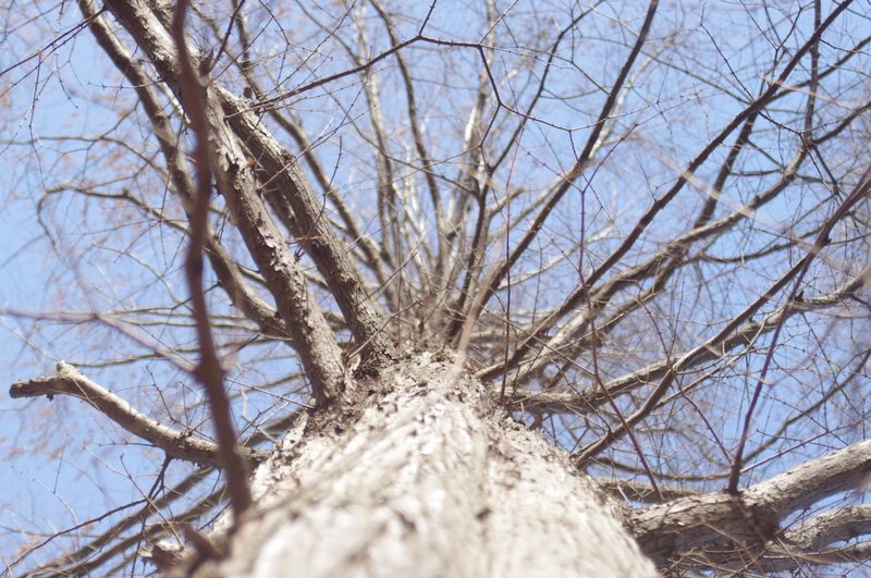 深山里的那棵“老祖宗”，真的把人给吞了？丨—聊聊我见过的树精吞噬
