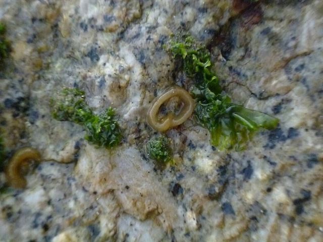 深海幽灵—无信号区海沟热泉的未知孢子之谜