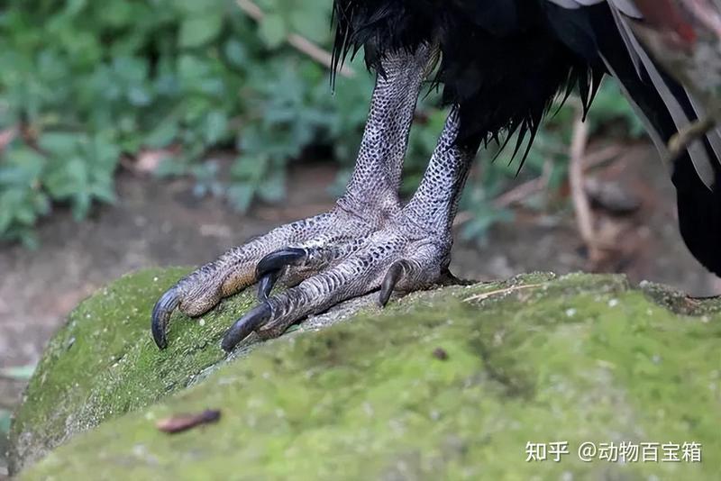 安第斯山脉的秘密—神秘生物的传说与现实交织