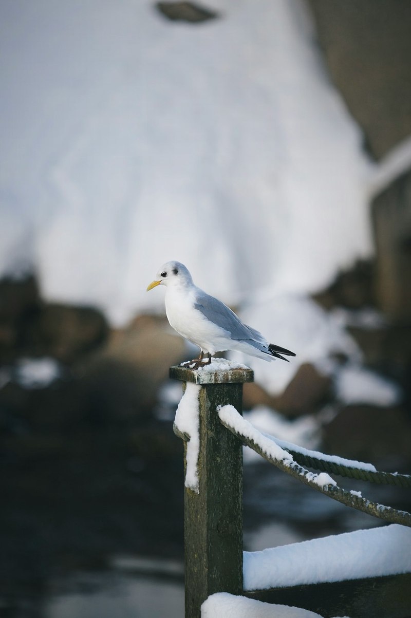雪山鸟身女妖｜古老的祝福与永恒的传说
