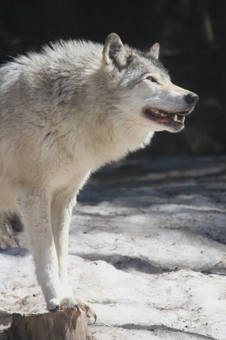 北极洛基巨狼空间｜冰封神话中的隐秘战场