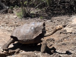 诅咒撒哈拉巨龟｜沙漠深处的神秘传说