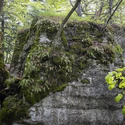 黑森林深处的海怪传闻，和那个被抹去的空白户籍？