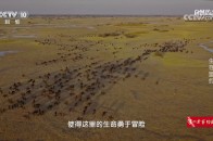 沙漠中的历史回响丨卡拉哈里发现杜尔塞战役的秘密