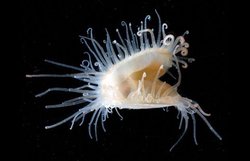 那片白茫茫中的古老回响—南极幽灵之谜