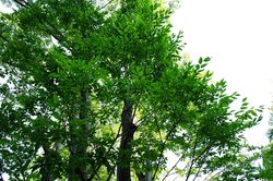 高加索山脉的丰收使者丨神秘树精的传说