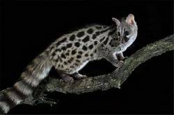 撒哈拉之狐｜穿越沙漠的治愈之旅