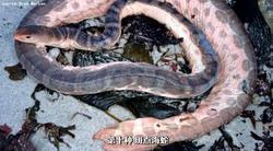 喀尔巴阡航海海蛇｜一个穿越神话与现实的传说