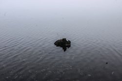 在湖边看巨龟日行，我居然被治愈了｜原来慢，才是最狠的报复