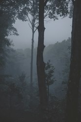 雨林深处，天空狐仙的神秘传说…