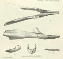 锈蚀徽章与搁浅的鲸鱼·历史与生态的隐喻