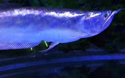 地中海深处，那传说中的银龙之谜？