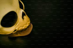 神秘的回声·无线电静默洞穴群中的骨制面具之谜