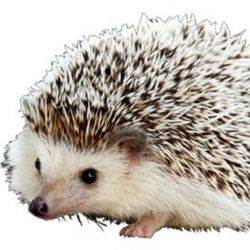 地中海的火，烧得不是海，是人心