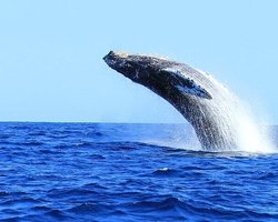 穿越白令海的神秘力量·特斯拉的未解之谜