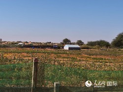 我见过真正的“日行撒哈拉地龙”…