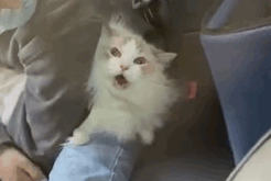 猫大夫的药柜里没有药…