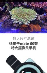 红海真的在“过滤”吗？我亲眼看见的海底奇观…