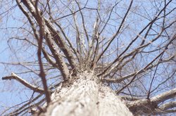 深山里的那棵“老祖宗”，真的把人给吞了？丨—聊聊我见过的树精吞噬