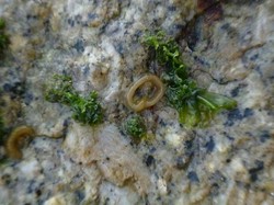 深海幽灵—无信号区海沟热泉的未知孢子之谜