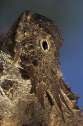 大西洋占卜火蜥—自然界的神秘生物