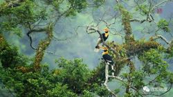 航路雨林云中兽—一场奇妙的探险之旅
