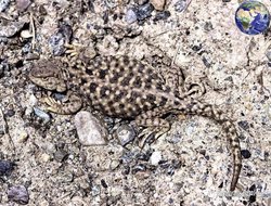 航海喜马拉雅火蜥丨神秘生物与人类的不解之缘