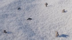 雪山天坑惊现动物暴走，骨骸残迹揭开神秘面纱