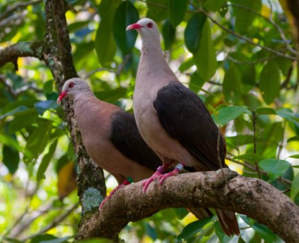 当狼王的荣耀与自然的和谐共生丨丰收喜马拉雅洛基巨狼的传说