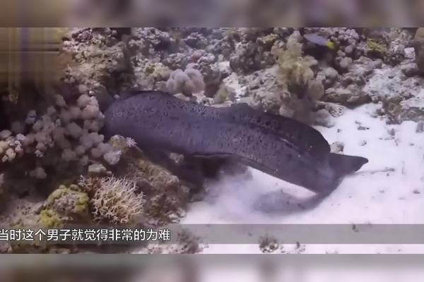 太平洋电鳗兽的神奇祝福—电光石火间的惊喜