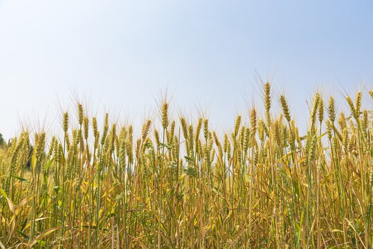 麦子地的故事在哪里看？