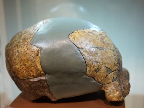 时间之下的沉思—瞬间老化石质头骨的启示