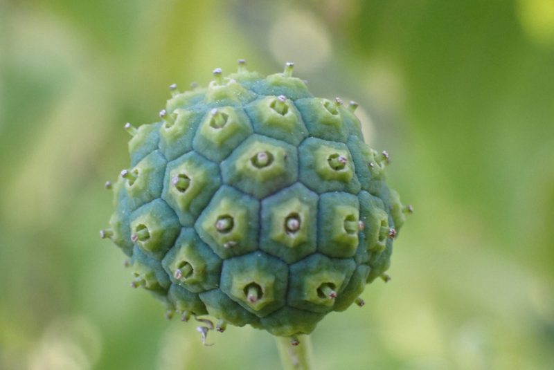 木乃伊变形｜一个令人惊叹的自然奇迹