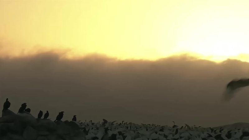 大洋洲的夜空之舞｜那些神秘的夜行鹏鸟