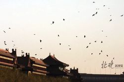 银羽与黑雾·乌鸦公主的秘密花园