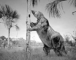 那些惊心动魄的瞬间—科学家亲历动物残割事件