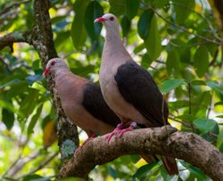 当狼王的荣耀与自然的和谐共生丨丰收喜马拉雅洛基巨狼的传说