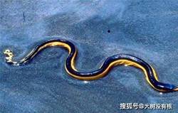 海蛇黑暗｜一个被误解的神秘存在