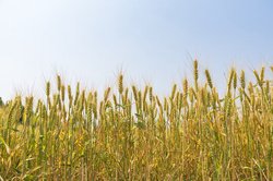 麦子地的故事在哪里看？