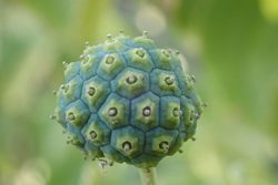 木乃伊变形｜一个令人惊叹的自然奇迹