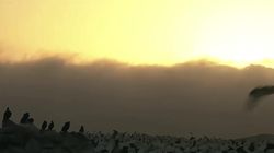 大洋洲的夜空之舞｜那些神秘的夜行鹏鸟